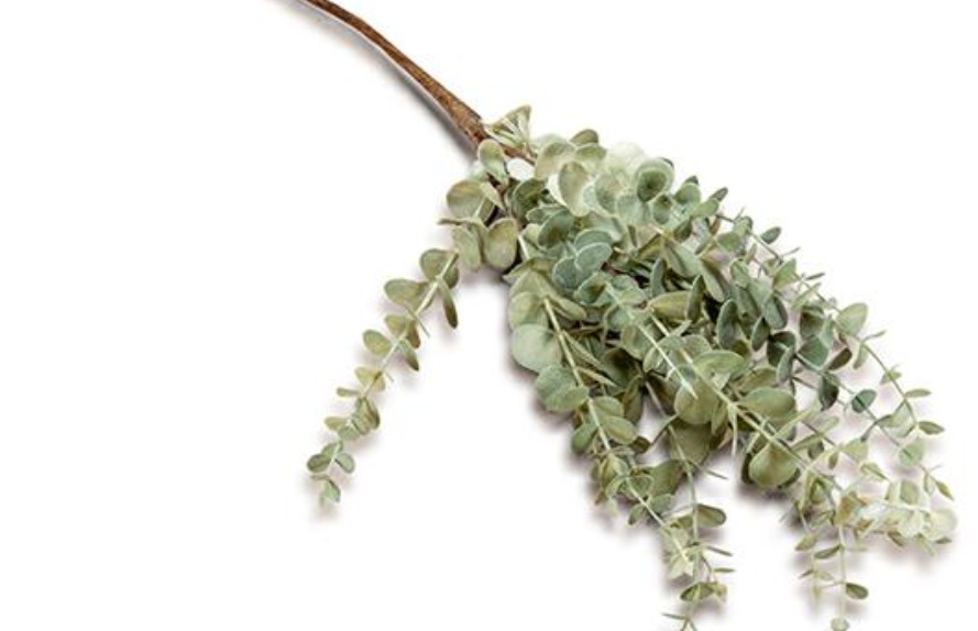 Regali e Bomboniere - Prodotti - Fiori - H68CM - RAMO EUCALIPTO - VERDE SALVIA