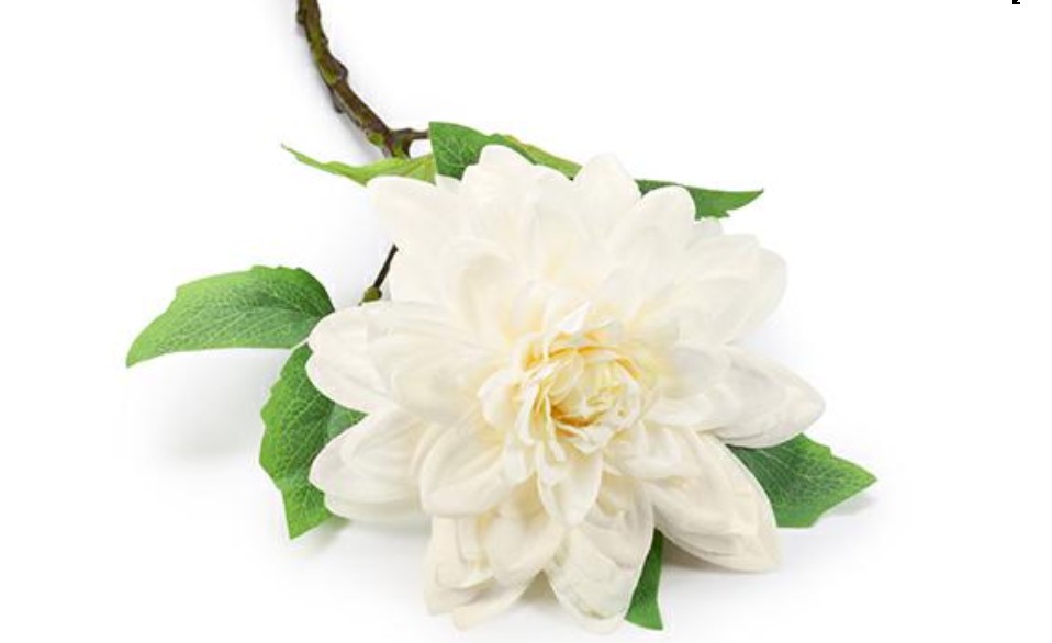 Regali e Bomboniere - Prodotti - Fiori - 13CM - H60CM - DALIA PANNA
