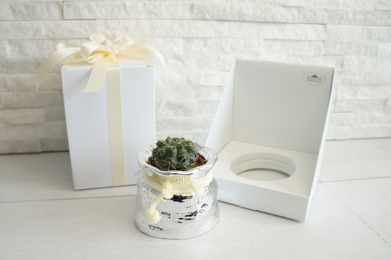 Regali e Bomboniere - Prodotti - Porta Piante - Sacco porta vaso argento con piantina (assortita) 9x9cm con box 