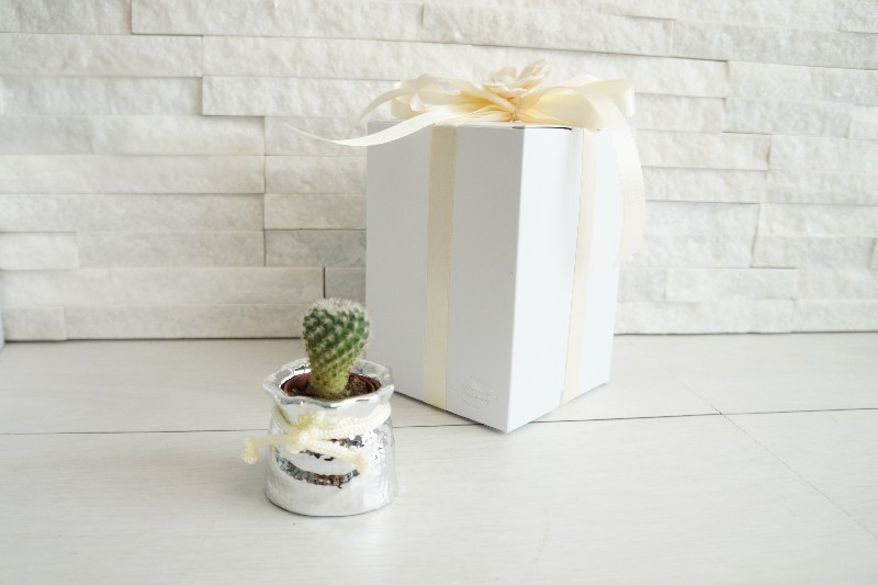 Regali e Bomboniere - Prodotti - Porta Piante - Sacco porta vaso pianta grassa (assortita) 6x6cm argento con box 