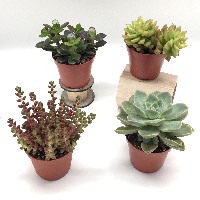Regali e Bomboniere - Prodotti - Porta Piante - PIANTA GRASSA GRANDE assortite