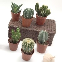 Regali e Bomboniere - Prodotti - Porta Piante - PIANTA GRASSA PICCOLA assortita